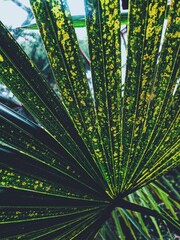 Fototapeta na wymiar spotted palm leaves in botanical garden