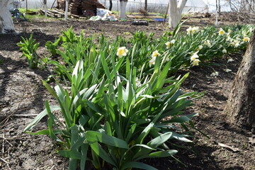 A beautiful yellow daffodil with green foliage has blossomed.