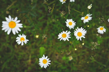 marguerite