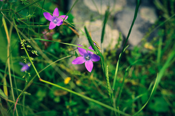 spreading bellflower