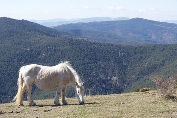 horse in the mountains