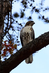 Juvenile red-tailed hawk