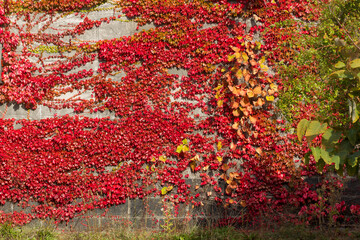 紅葉