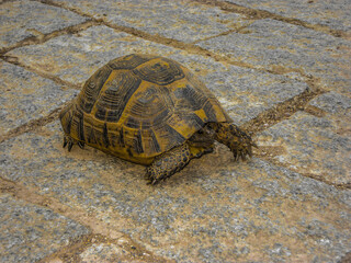 turtle on the rocks