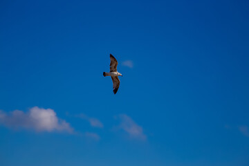 white gull spread its wings in flight under the blue sky