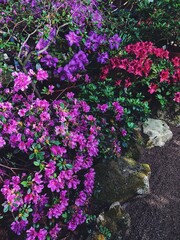 flowering bushes in the botanical garden
