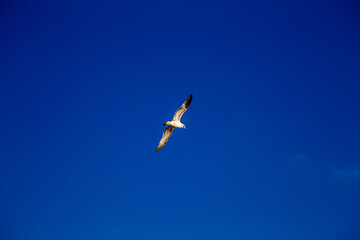 white gull spread its wings in flight under the blue sky