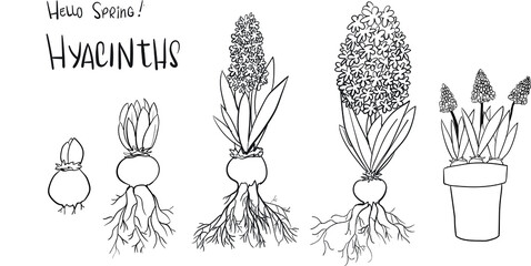 Fototapeta na wymiar hand drawn line art growth process of spring hyacinths