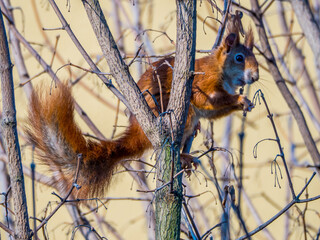  Cute squirrel on branch eating maple seeds, close up shot