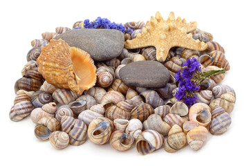 Seashells, pebbles, starfish, dried flowers.