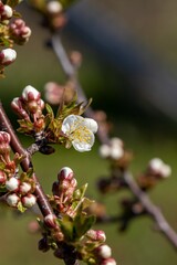 Densely budded cherry branch ready to bloom in April