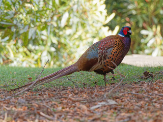 A male Pheasant (Phasianus colchicus) walking on the ground at Wentworth castle parklands in Barnsley, South Yorkshire.