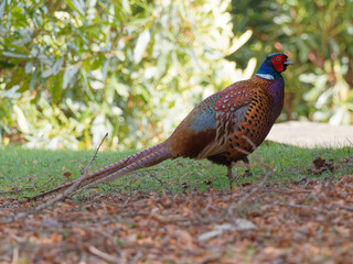 A male Pheasant (Phasianus colchicus) walking on the ground at Wentworth castle parklands in Barnsley, South Yorkshire.