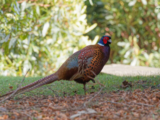 A male Pheasant (Phasianus colchicus) walking on the ground at Wentworth castle parklands in Barnsley, South Yorkshire.