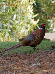 A male Pheasant (Phasianus colchicus) walking on the ground at Wentworth castle parklands in Barnsley, South Yorkshire.