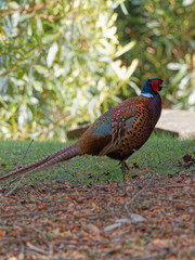 A male Pheasant (Phasianus colchicus) walking on the ground at Wentworth castle parklands in Barnsley, South Yorkshire.