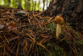 mokry po deszczu © Mirosław