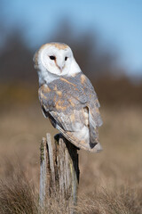 Barn Owl (Tyto alba) perched on a wooden post