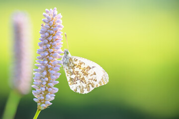 Schmetterling auf rosa Pflanze mit Sonnenschein bei Nahaufnahme © photobars