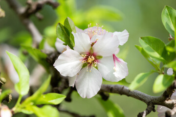 Pink almond blossom on an almond tree. Flowering almonds in the spring garden. Prunus dulcis.