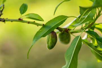 Fototapeta na wymiar Unripe almond ( Prunus dulcis ) on a tree branch on a spring morning in the garden. Israel. 