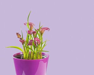 Part of a pink calla in a purple pot, on the left of the frame, on a lilac background and with space for text on the right.