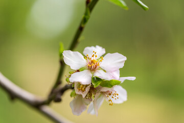 Obraz premium Pink almond blossom on an almond tree. Flowering almonds in the spring garden. Prunus dulcis. 