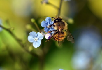 Junge Biene auf Vergissmeinnchtblüten