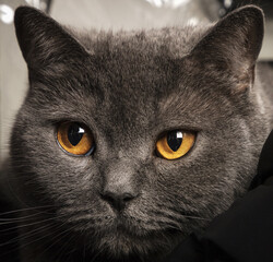 British cat face close up. Black cat portrait
