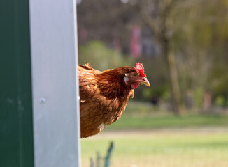 Chicken looking out of a mobile coop