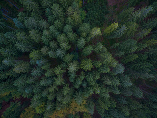 Top down shot of a colorful german forest in the mountain Taunus