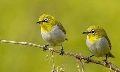 Indian white-eye.
The Indian white-eye, formerly the Oriental white-eye, is a small passerine bird in the white-eye family. It is a resident breeder in open woodland on the Indian subcontinent. They f
