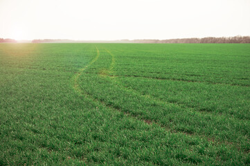 Fototapeta na wymiar Green field with winter wheat with traces of a car in with a sun glare at dawn