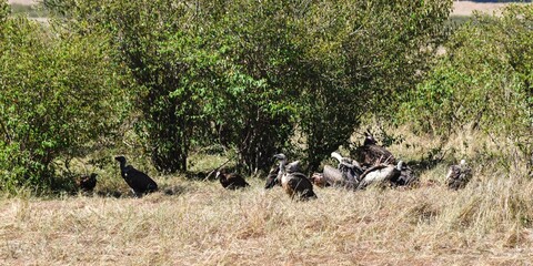 group of vultures in the savannah