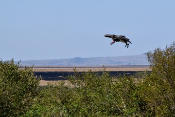 flight of vulture in the savannah