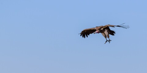 flight of vulture in the savannah