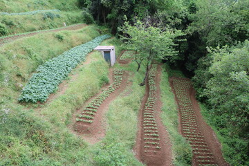 Terrace culture and potato cultivation in the garden