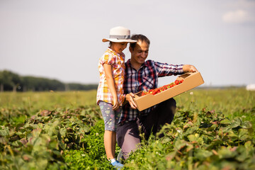 Father and child holding wild picked strawberries in summer