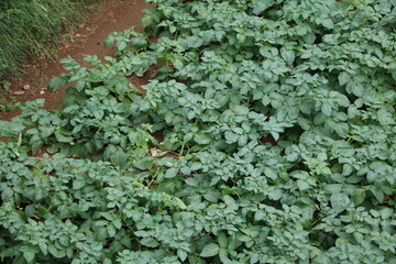 Growing potatoes in the garden