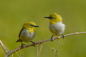 Indian White Eye.
The Indian white-eye, formerly the Oriental white-eye, is a small passerine bird in the white-eye family. It is a resident breeder in open woodland on the Indian subcontinent.