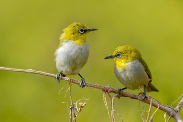 Indian White Eye.
The Indian white-eye, formerly the Oriental white-eye, is a small passerine bird in the white-eye family. It is a resident breeder in open woodland on the Indian subcontinent.