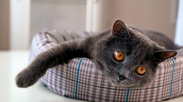 A domestic cat with dark gray fur and orange eyes lying on the couch and trying to catch human's hand. Slow motion