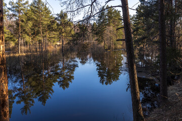 Obraz premium Trees in the water lit by the sun. High water in early spring. The river overflowed its banks.