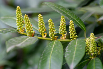 Prunus laurocerasus cherry laurel shrub in bloom, group of small white flowering flowers buds