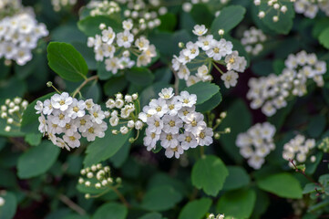 Spiraea vanhouttei meadowsweet ornamental shrub in bloom, group of bright white flowering flowers on branches