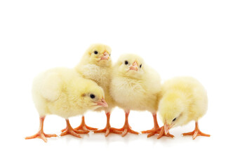 Many small chickens.