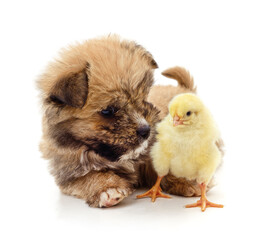 Little puppy and chicken.