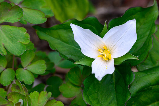 Native white coastal trillium flower blooming in a woodland garden amid green foliage
