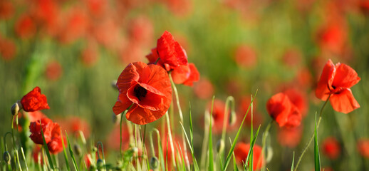 Red poppy flowers nature background