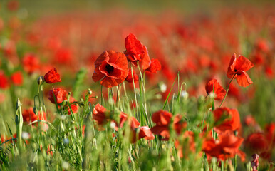 Red poppy flowers nature background